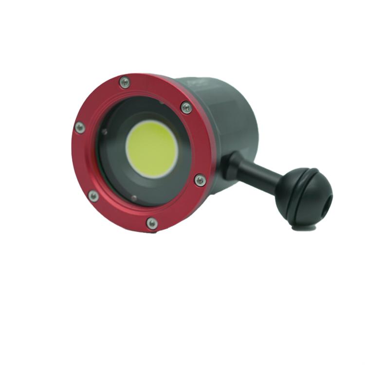 Shark Ilma lighthead